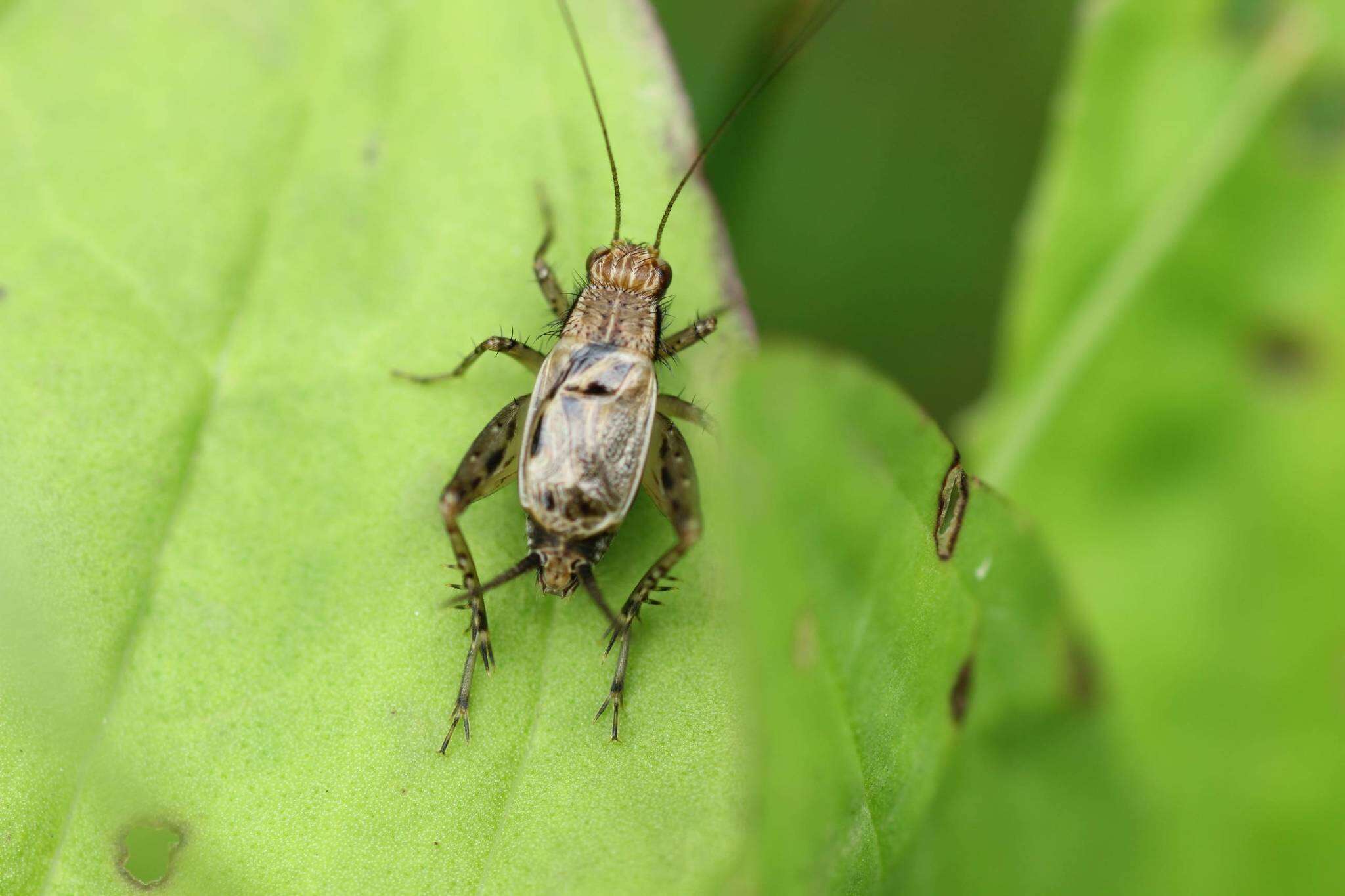 صورة <i>Dianemobius mikado</i>