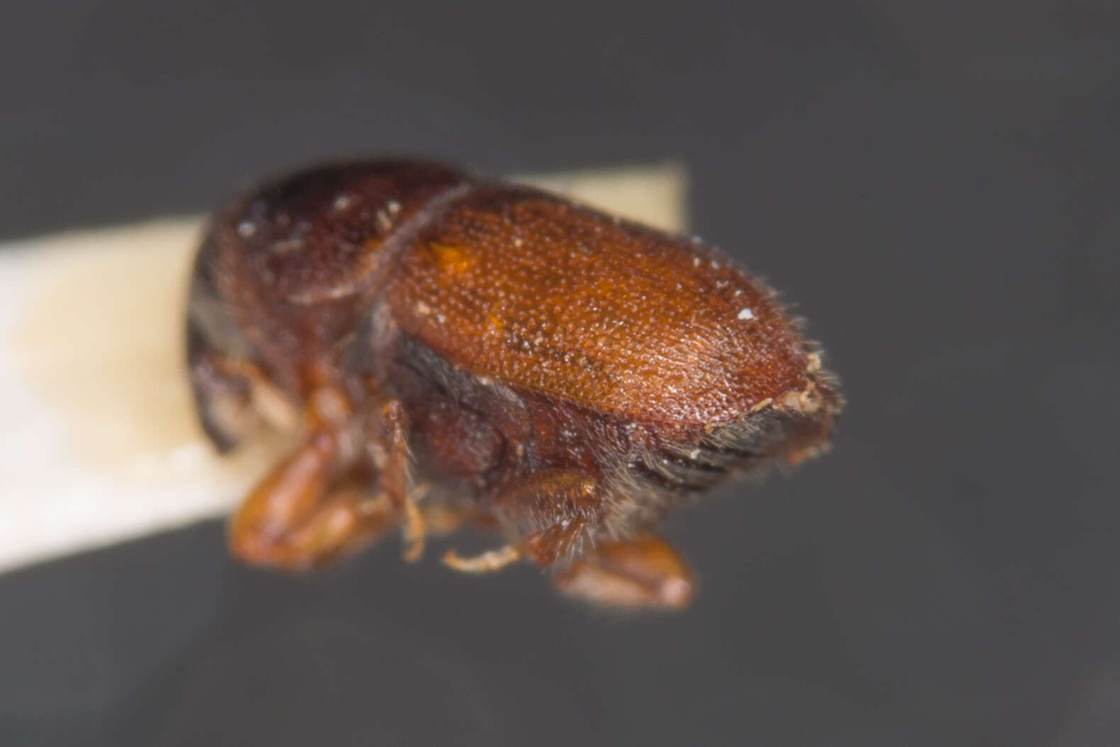 Image of oak bark beetle
