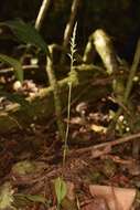 Image of Costa Rican lady's tresses