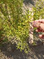 Sivun Tetraena hamiensis var. qatarensis (Hadidi) Alzahrani & Albokhari kuva