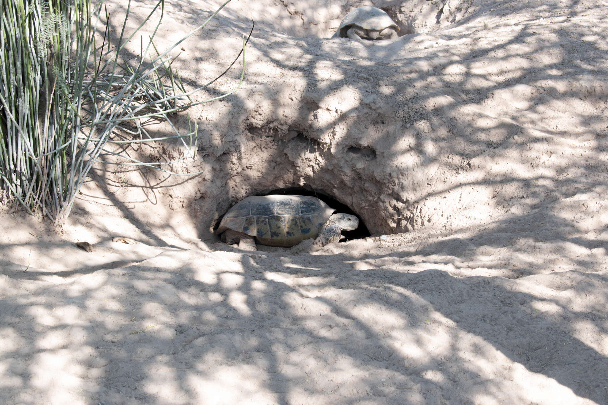 Image of Bolson Tortoise