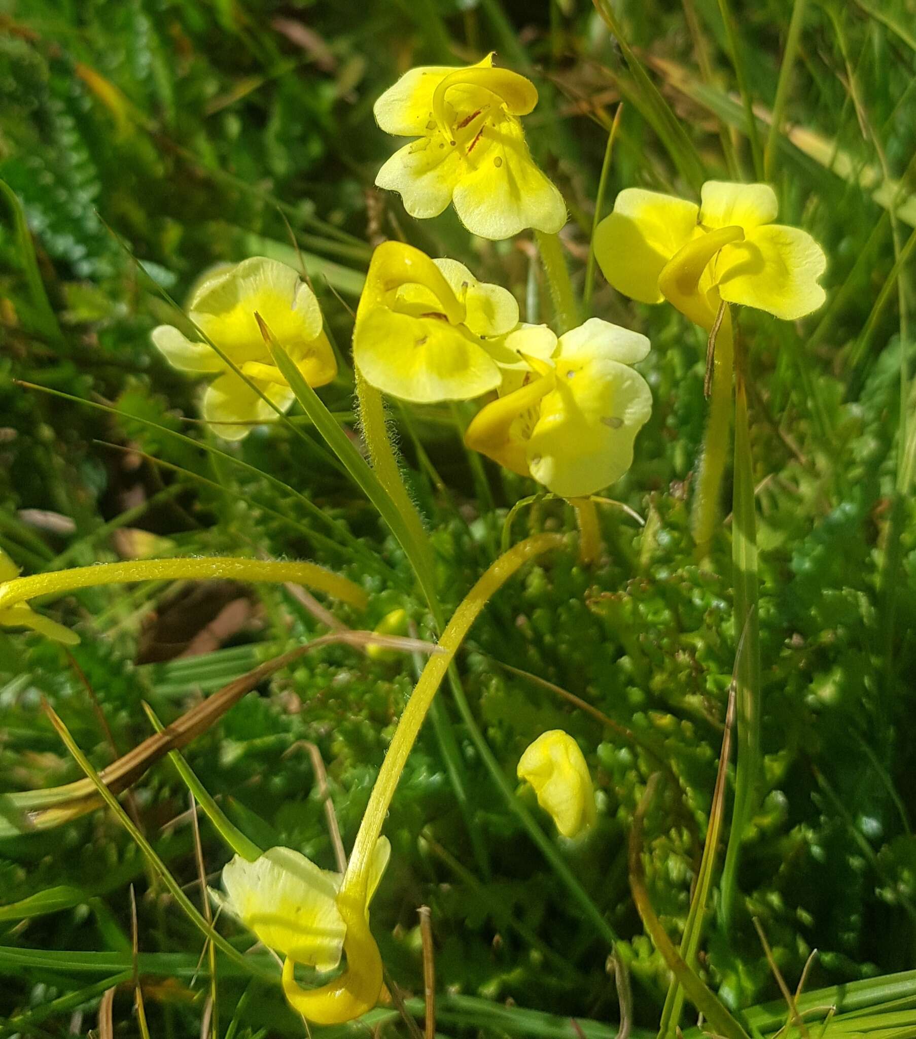 Imagem de Pedicularis longiflora Rudolph