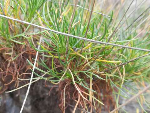 Image de Thelesperma longipes A. Gray