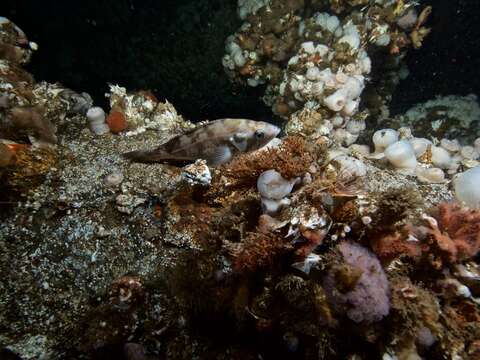 Image of Widow rockfish