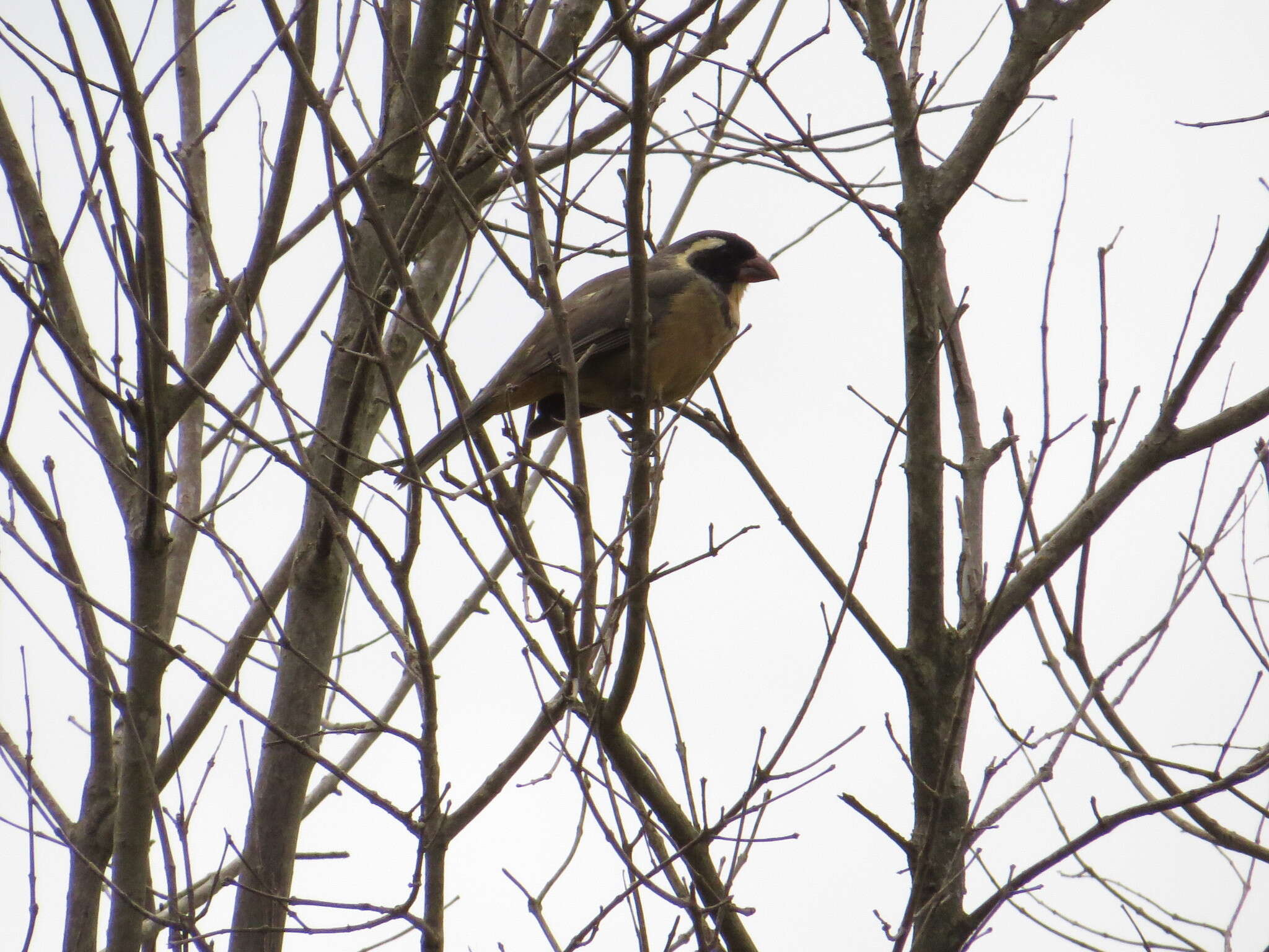 Image of Golden-billed Saltator