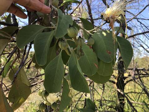 Image of Capparis canescens Banks ex DC.