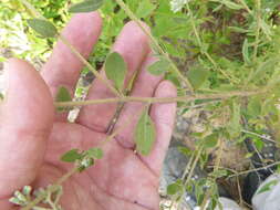 Image of waxy thoroughwort