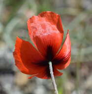 Image of Papaver laevigatum M. Bieb.