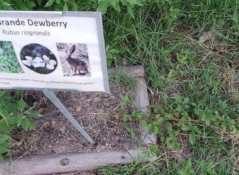 Imagem de Rubus riograndis L. H. Bailey