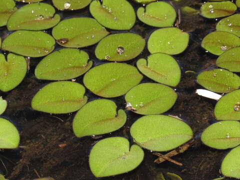 Image of eared watermoss