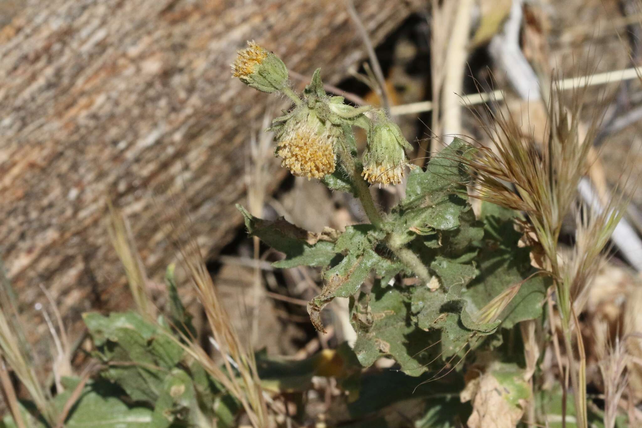 Plancia ëd Geraea viscida (A. Gray) Blake