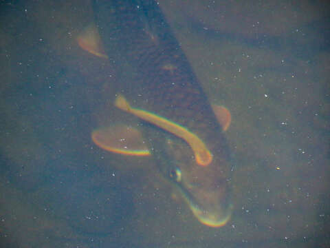 Image of Ohio lamprey