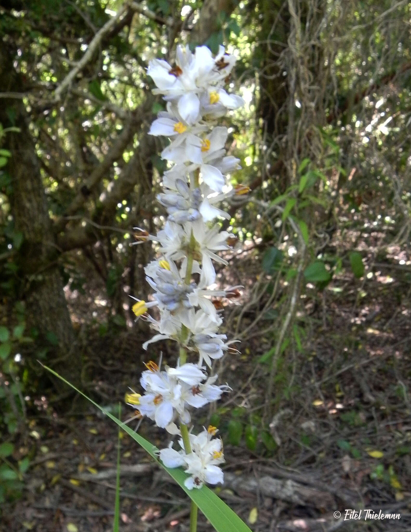 Image of Libertia sessiliflora (Poepp.) Skottsb.