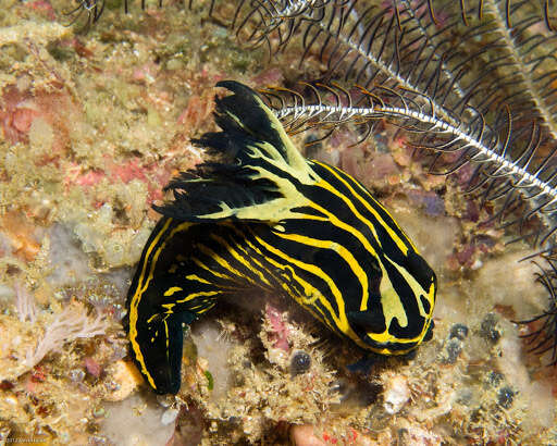 Image of Tyrannodoris Willan & Y.-W. Chang 2017