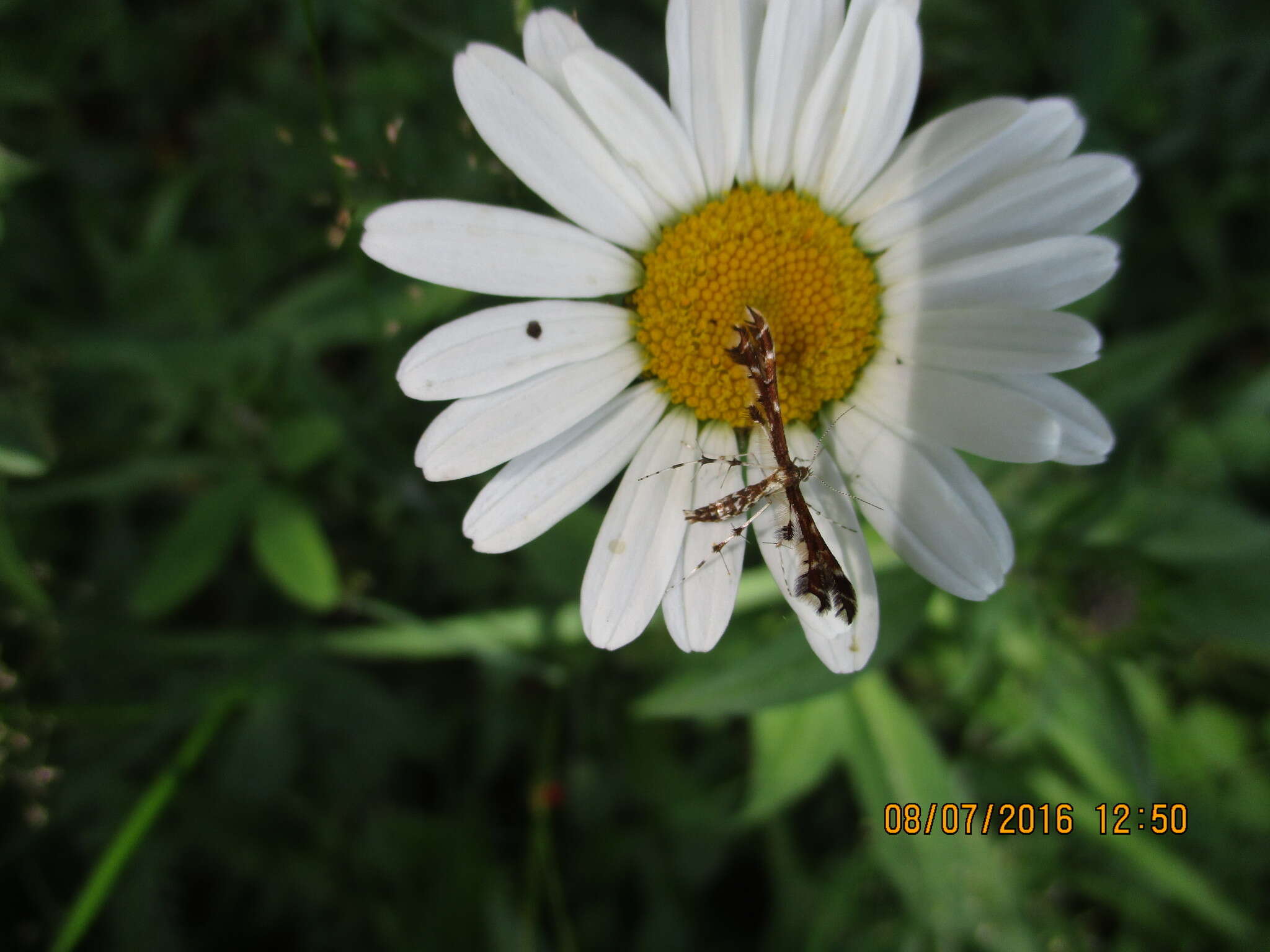 Image of Geina (Alucita) didactyla (Linnaeus 1758)