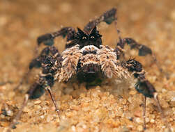 Image of Longleg Dandy Jumping Spider