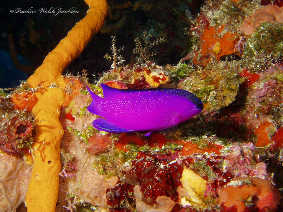 Image of Blackcap Basslet