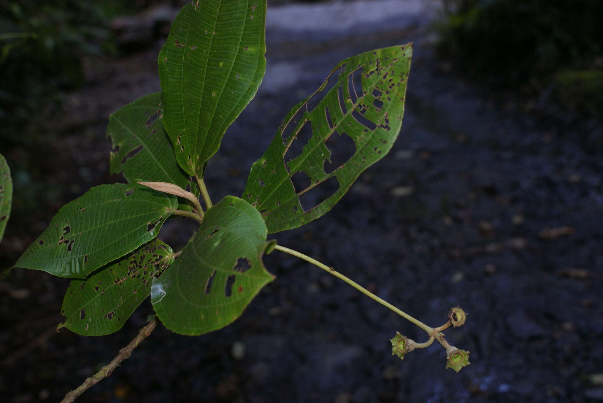 Image of Chalybea kirkbridei (Wurdack) M. E. Morales & Penneys