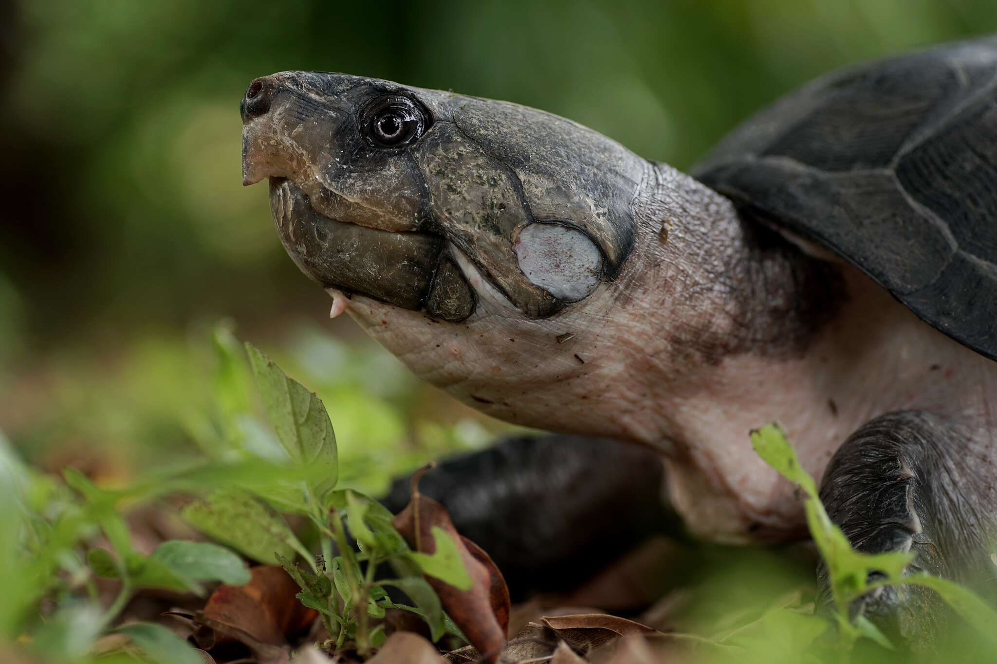 Image of Big-headed Amazon River Turtle