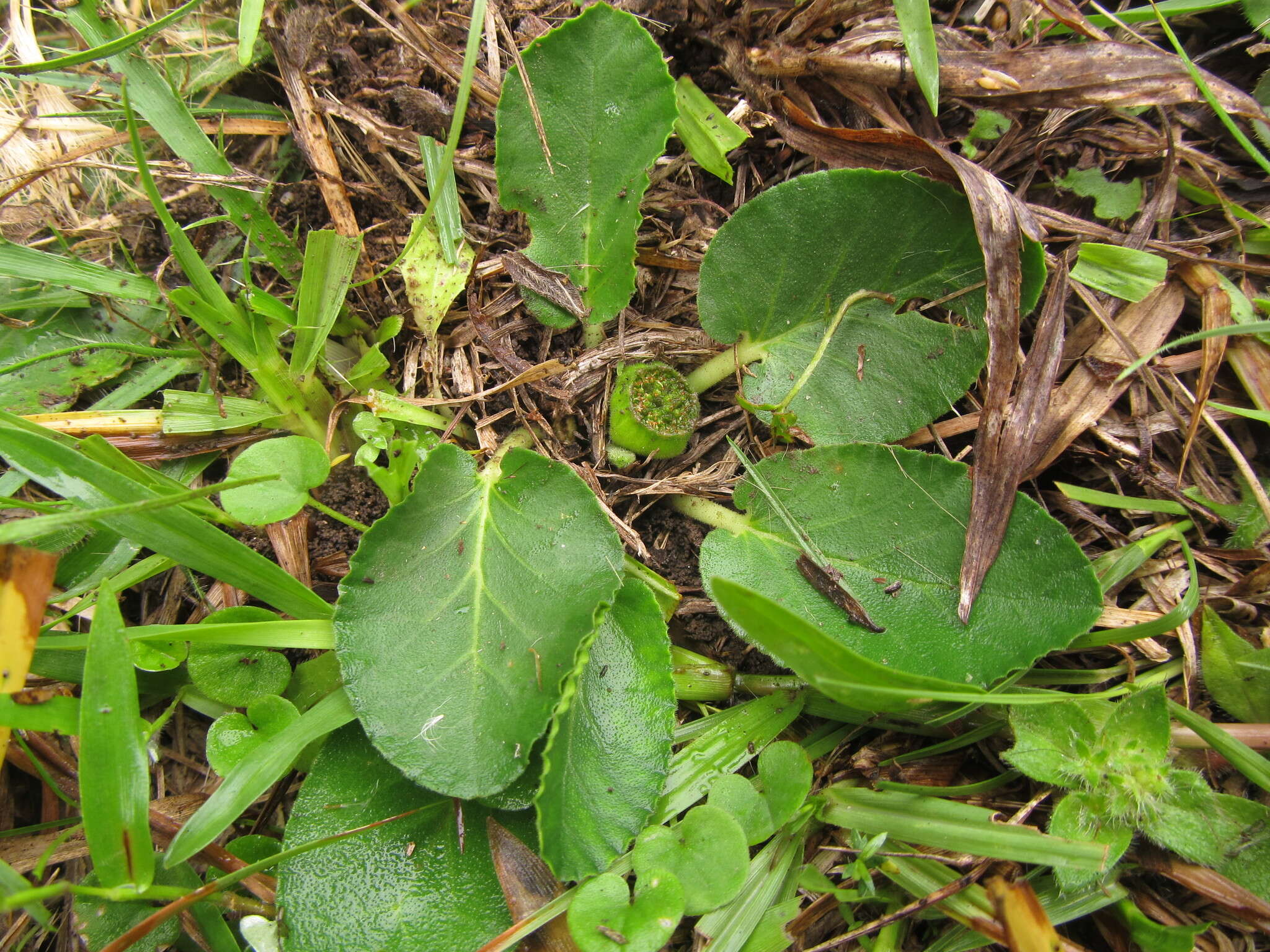 Image of Dorstenia brasiliensis Lam.