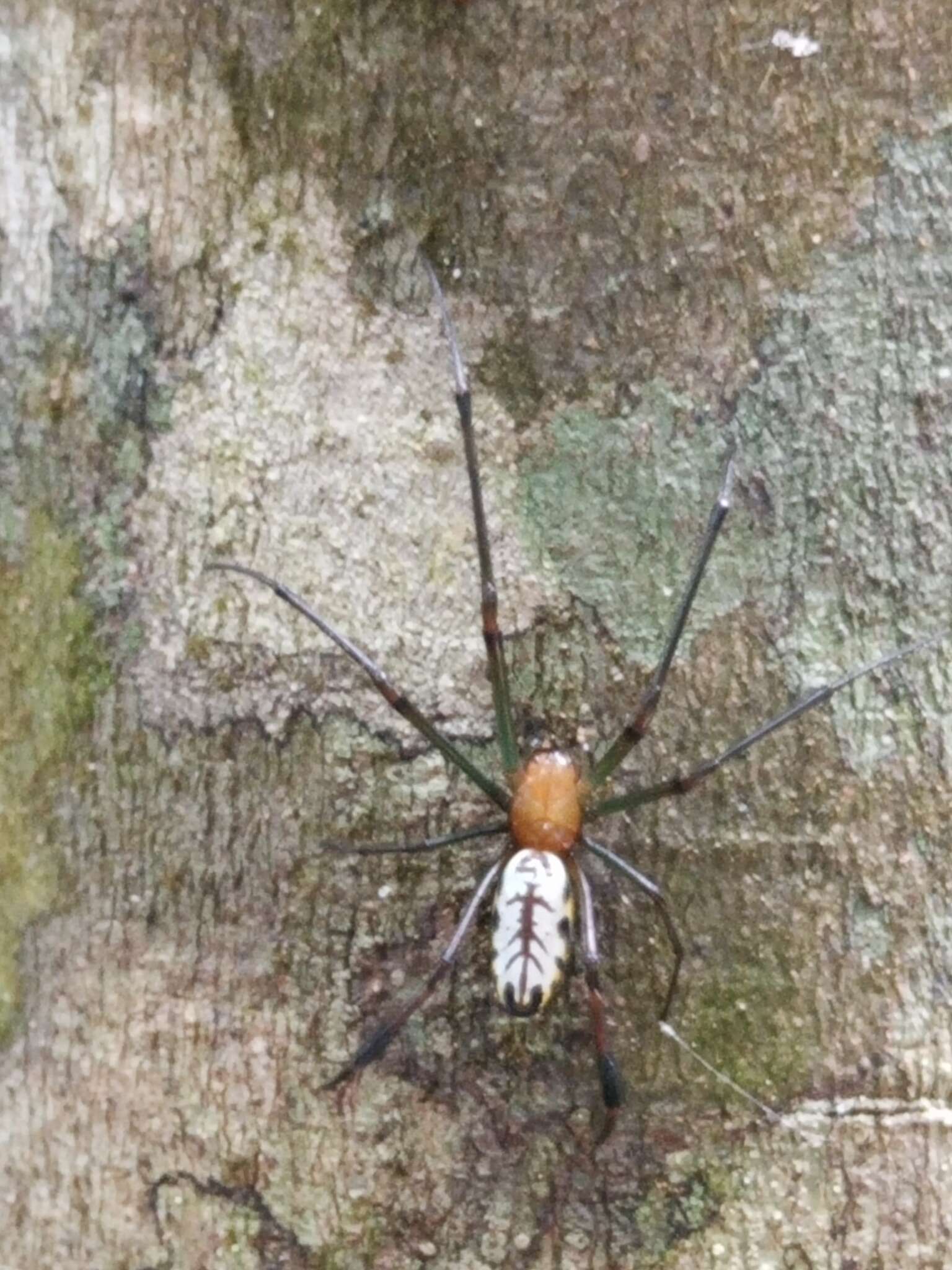 Image of Leucauge taiwanica Yoshida 2009