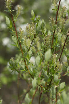 Image of tea-leaved willow