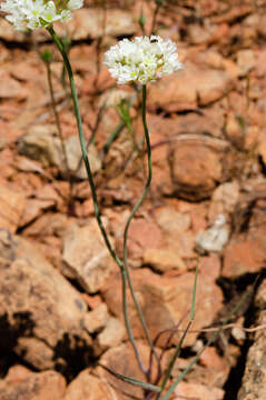 Image of Rawhide HIll onion