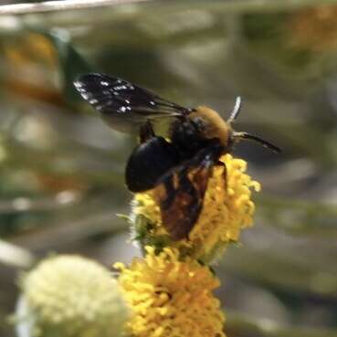 صورة Brachymelecta larreae (Cockerell 1900)