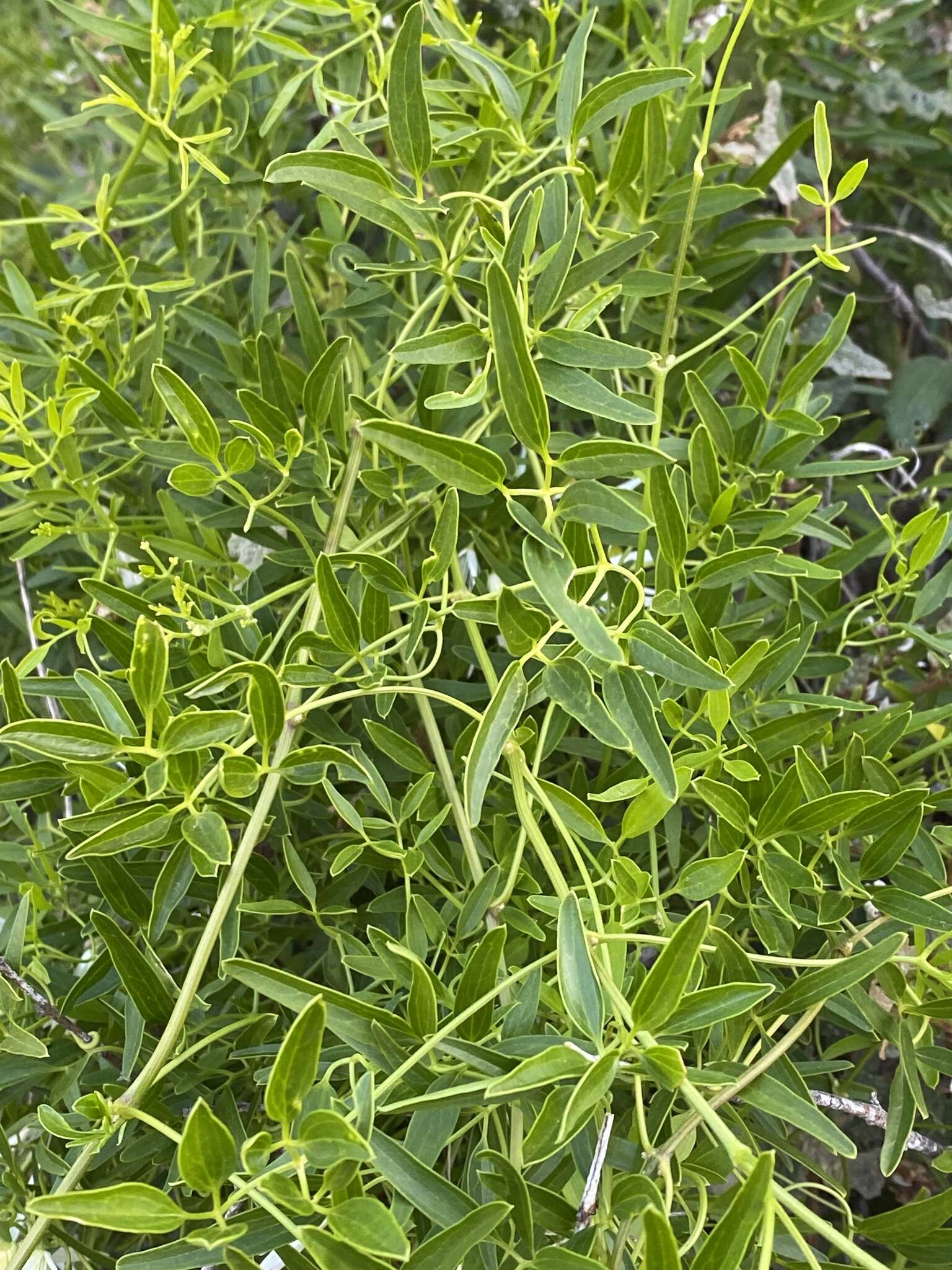 Image of Clematis linearifolia Steud.