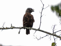 Image of Gymnobucco Bonaparte 1850