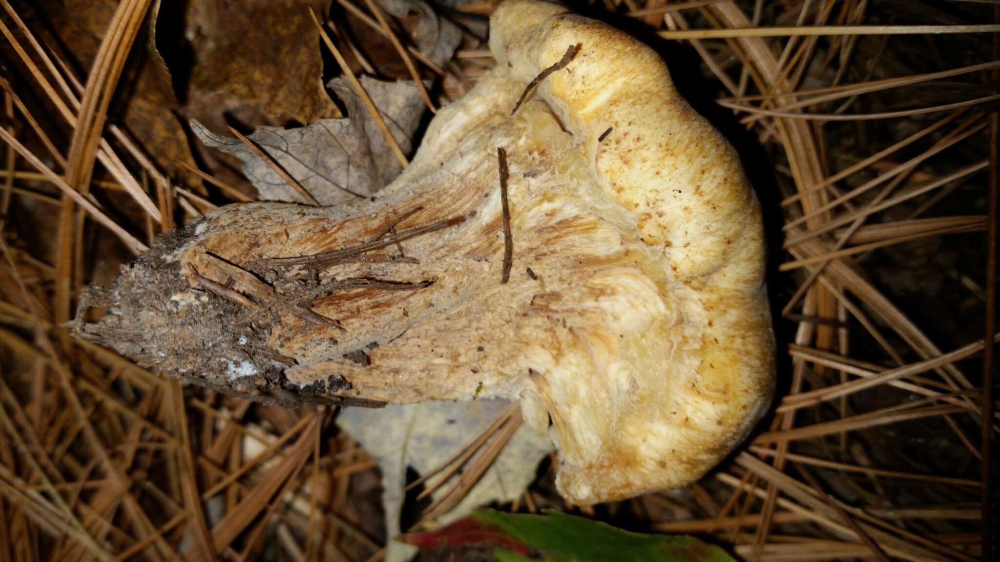 Image of Hypomyces succineus Rogerson & Samuels 1992