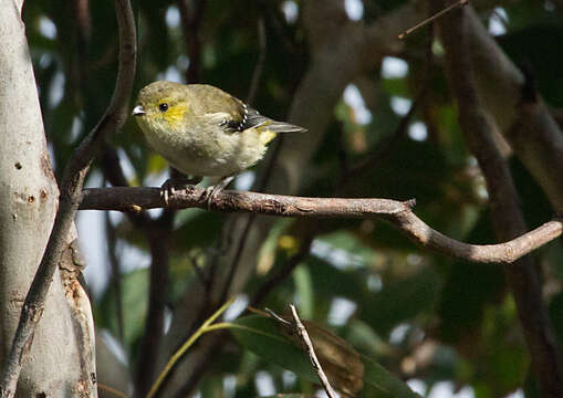 Image of Forty-spotted Pardalote