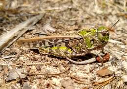 Слика од Pardalophora phoenicoptera (Burmeister & H. 1838)