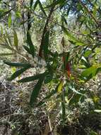 Image of Hakea dactyloides (Gaertn. fil.) Cav.