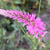 Image of Hermbstaedtia fleckii (Schinz) Bak. & C. B. Cl.