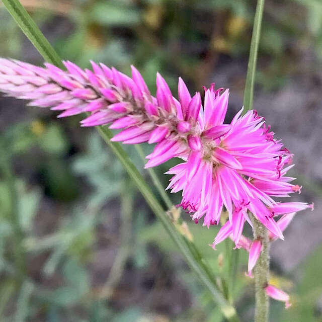 Image of Hermbstaedtia fleckii (Schinz) Bak. & C. B. Cl.