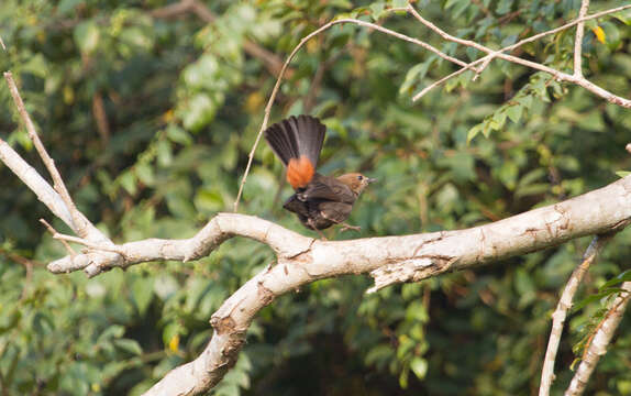 Image of Indian Robin