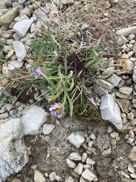 Image of Lackschewitz's fleabane