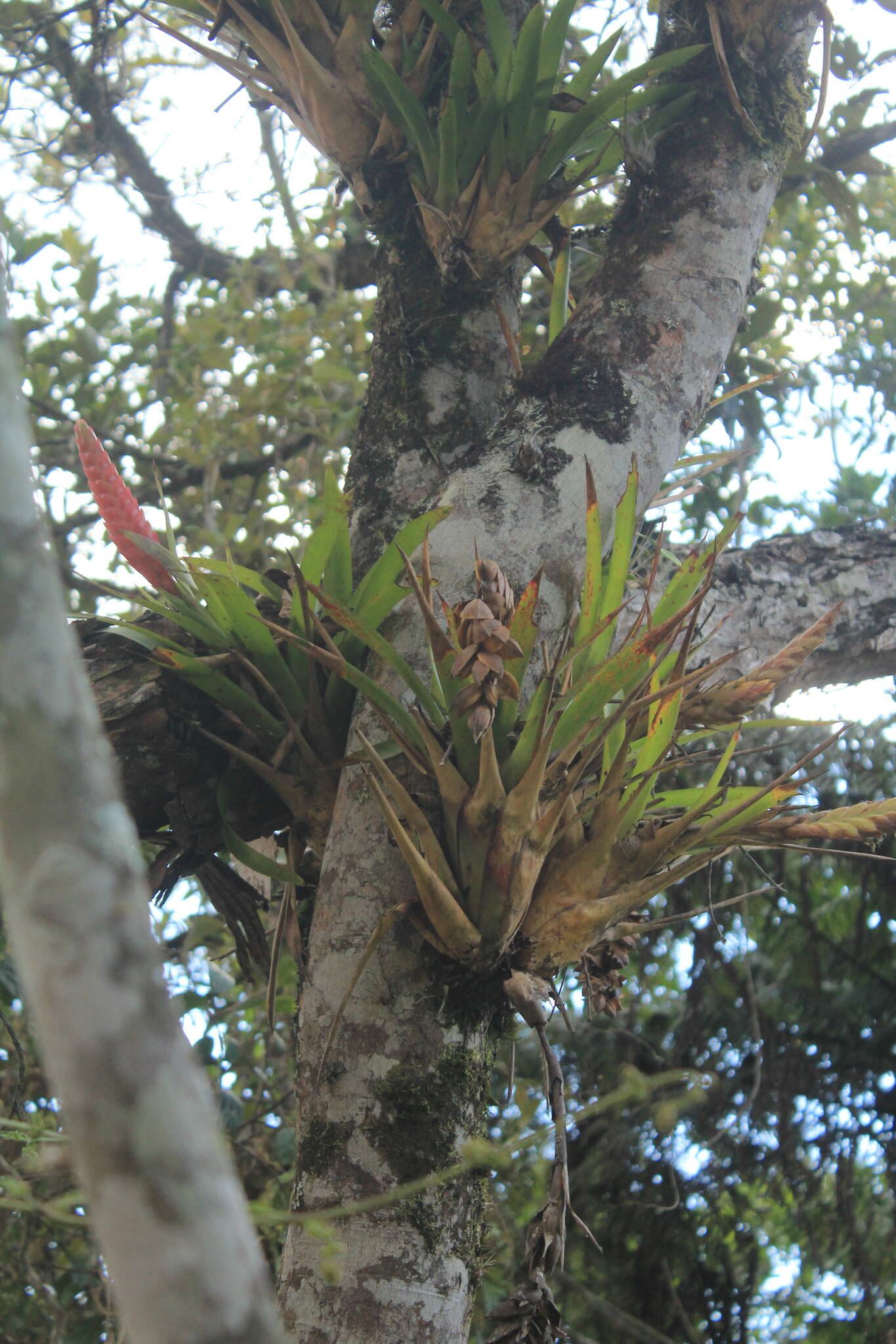 Imagem de Tillandsia romeroi var. gruberi Rauh