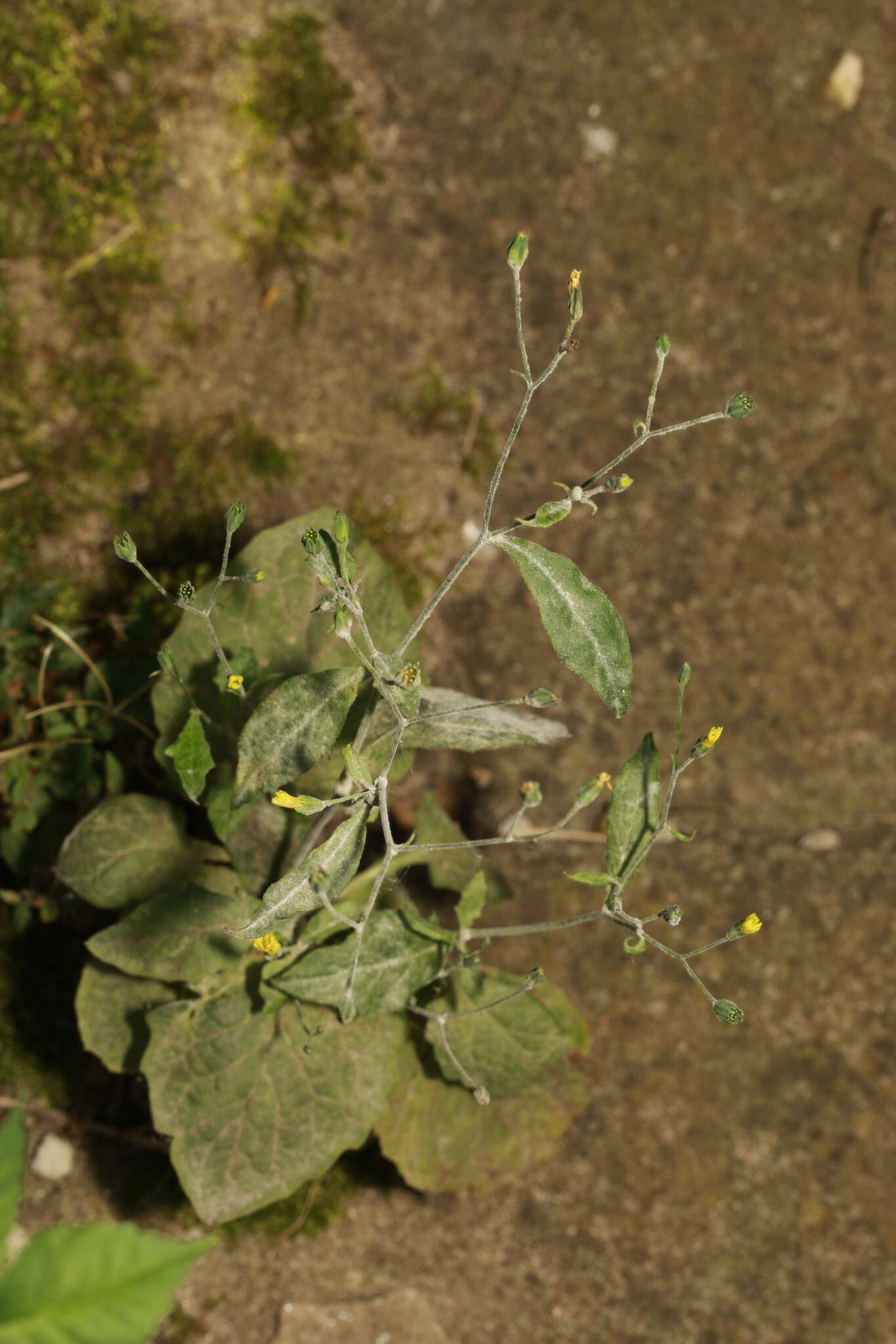 Podosphaera erigerontis-canadensis (Lév.) U. Braun & T. Z. Liu 2010 resmi