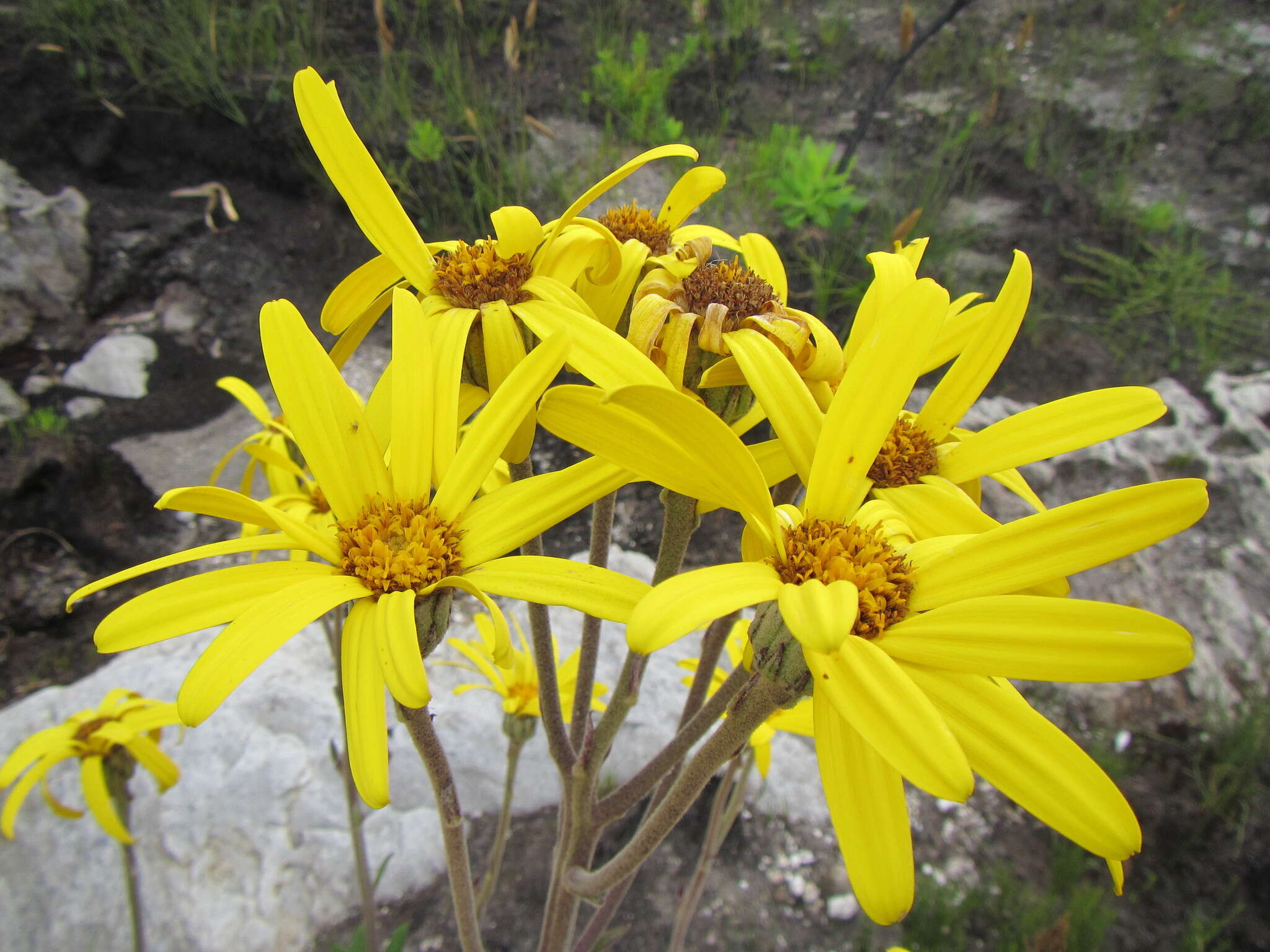 Image of Capelio caledonica B. Nord.