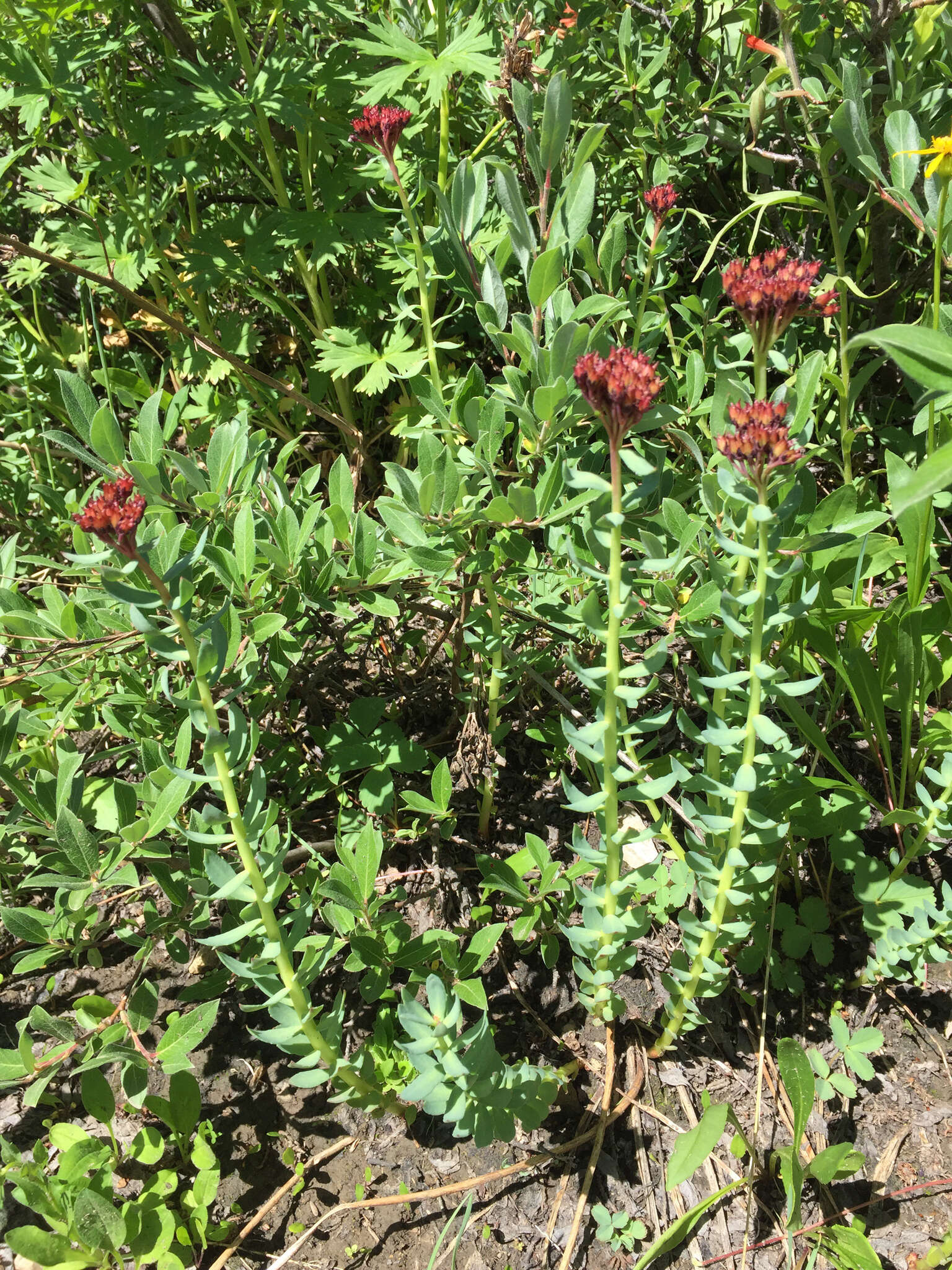 Image of ledge stonecrop