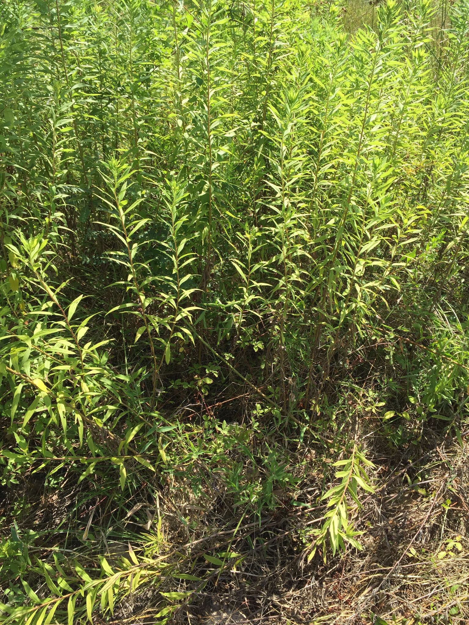 Image of Canada goldenrod