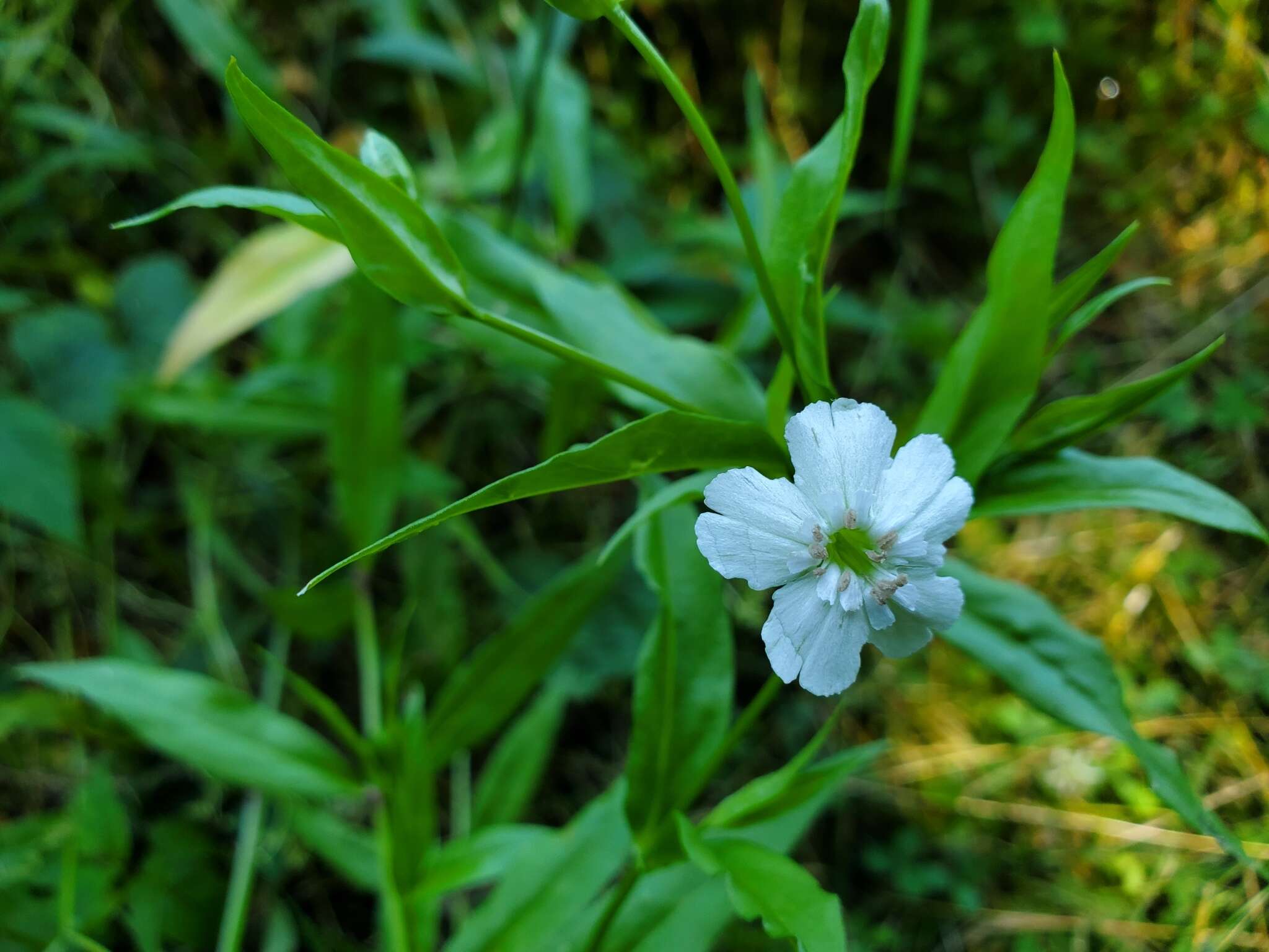 Слика од Silene nivea (Nutt.) Muhl.