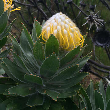 Image of Leucospermum conocarpodendron subsp. viridum Rourke