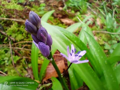 Image of Scilla lilio-hyacinthus L.