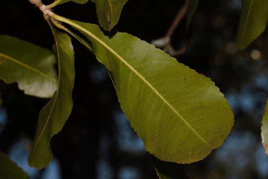 Image of Brick-red ochna