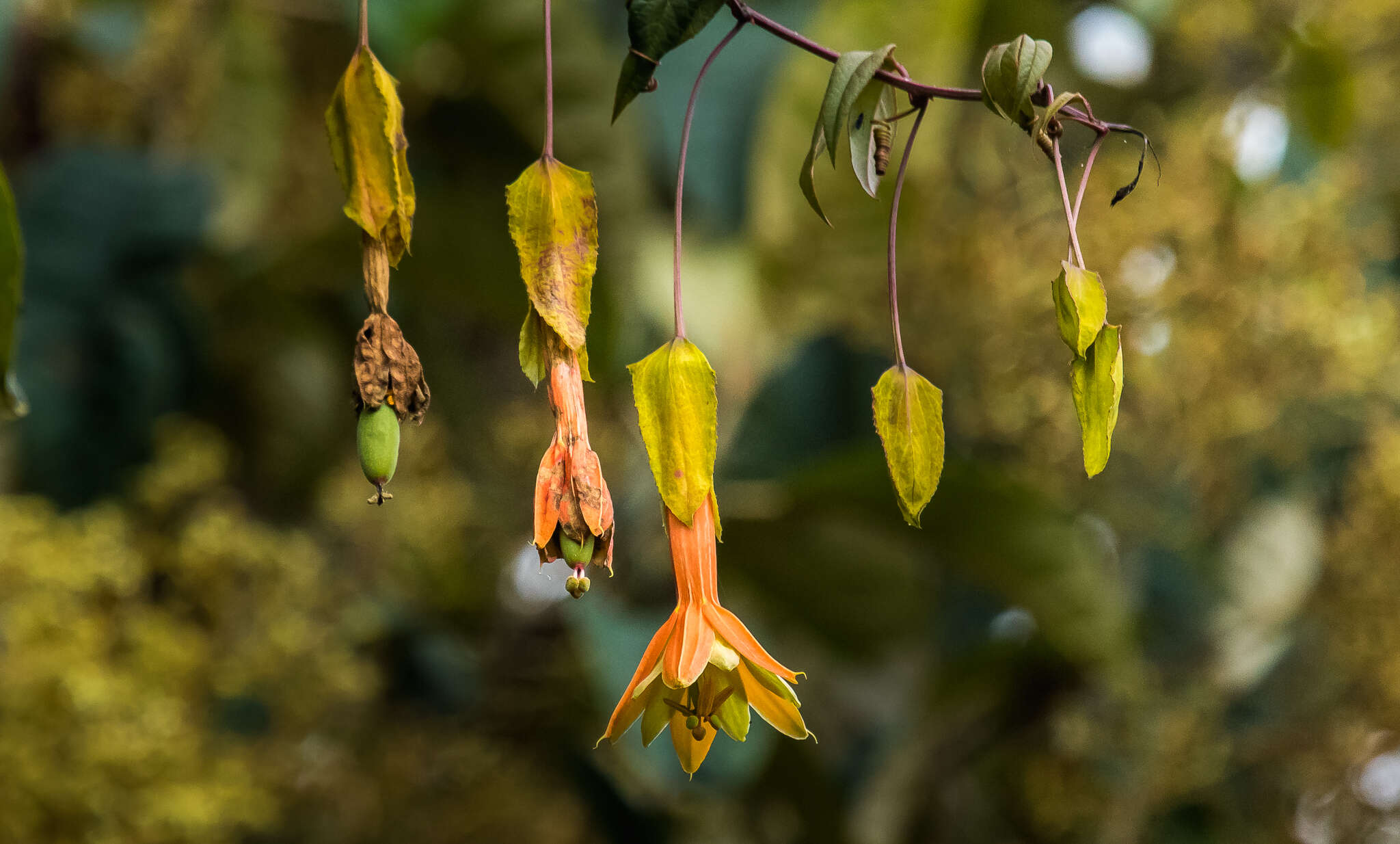 Image of Passiflora linearistipula L. K. Escobar