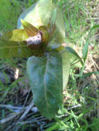 Imagem de Asclepias cordifolia (Benth.) Jepson