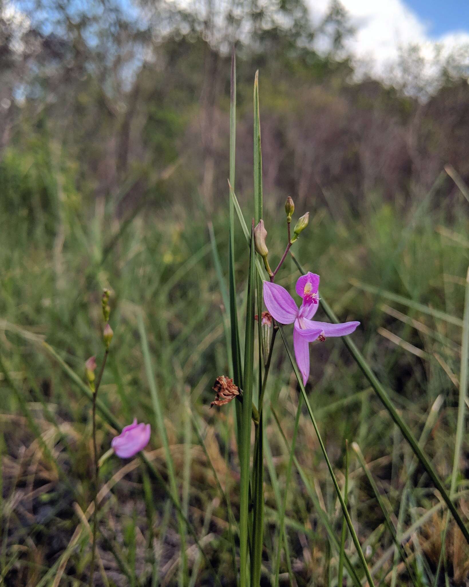 Image de Calopogon pallidus Chapm.